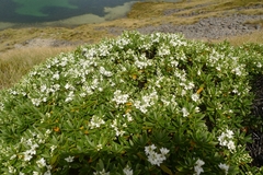 Veronica cryptomorpha