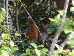 Otus ireneae