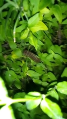 Deilephila elpenor