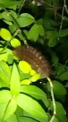 Deilephila elpenor