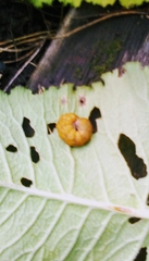 Deilephila elpenor
