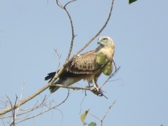 Circaetus