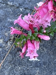 Epacris reclinata