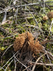 Ramaria lorithamnus