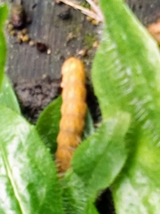 Deilephila elpenor