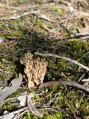 Ramaria lorithamnus