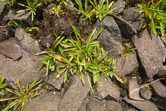 Plantago unibracteata