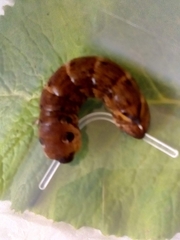 Deilephila elpenor