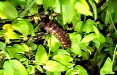 Deilephila elpenor