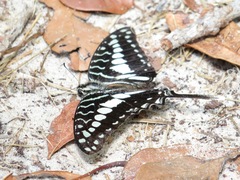 Graphium antheus