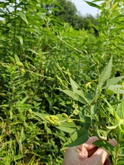 Orbexilum onobrychis