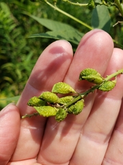 Orbexilum onobrychis