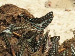 Graphium antheus