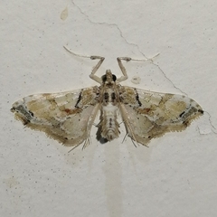 Neoleucinodes elegantalis