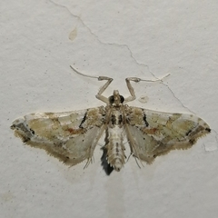 Neoleucinodes elegantalis
