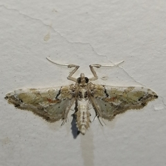 Neoleucinodes elegantalis