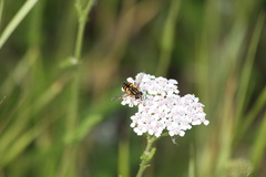 Helophilus obscurus