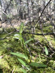 Pterostylis viriosa