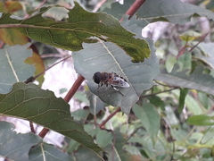 Phytomia