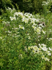 Pycnanthemum verticillatum