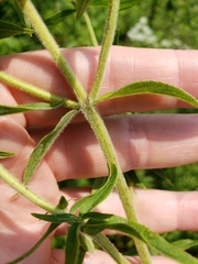 Pycnanthemum verticillatum