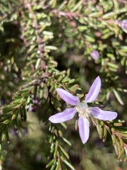 Philotheca salsolifolia