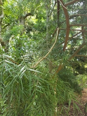 Afrocarpus