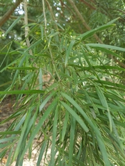 Afrocarpus
