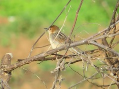 Cisticola haematocephalus