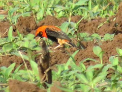 Euplectes hordeaceus