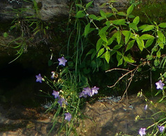 Campanula intercedens