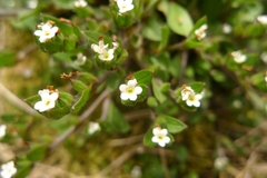 Myosotis antarctica