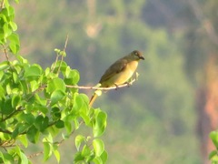 Andropadus importunus