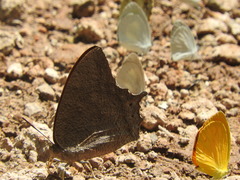 Charaxinae