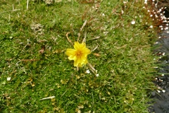 Microseris scapigera