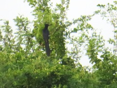 Clamator levaillantii