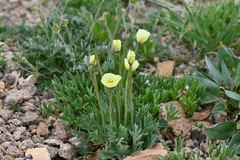 Papaver radicatum kluanense