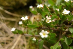 Myosotis antarctica