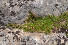Coprosma perpusilla perpusilla