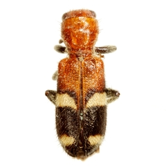 Enoclerus nigrifrons