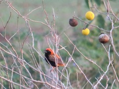 Euplectes nigroventris