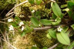 Myosotis antarctica