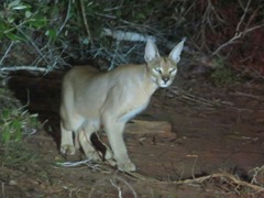 Caracal caracal