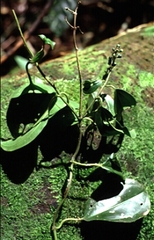 Adelobotrys adscendens
