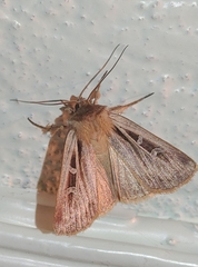 Pseudohermonassa ononensis