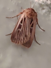 Pseudohermonassa ononensis