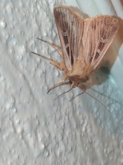 Pseudohermonassa ononensis