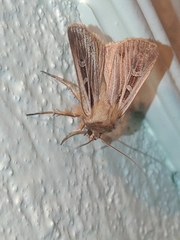 Pseudohermonassa ononensis