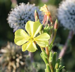 Oenothera pycnocarpa