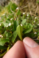 Myosotis antarctica